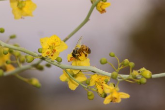 Honeybee large by Joshua Tree National Park